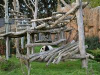 zenphoto/albums/2015/beauval/DSC_0258.jpg