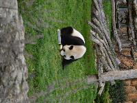 zenphoto/albums/2015/beauval/DSC_0261.jpg