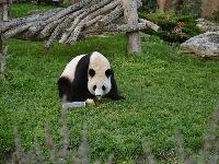 zenphoto/albums/2015/beauval/DSC_0265.jpg