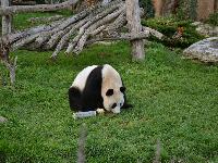 zenphoto/albums/2015/beauval/DSC_0267.jpg