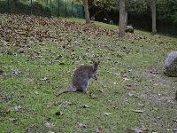 zenphoto/albums/2015/beauval/DSC_0303.jpg