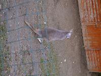zenphoto/albums/2015/beauval/DSC_0304.jpg