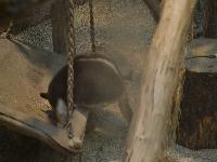 zenphoto/albums/2015/beauval/DSC_0310.jpg