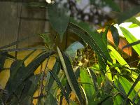 zenphoto/albums/2015/beauval/DSC_0319.jpg