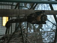 zenphoto/albums/2015/beauval/DSC_0437.jpg