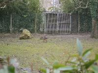 zenphoto/albums/2015/beauval/DSC_0623.jpg