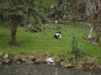 zenphoto/albums/2015/beauval/DSC_0632.jpg