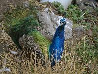 zenphoto/albums/2015/beauval/DSC_0664.jpg
