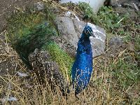 zenphoto/albums/2015/beauval/DSC_0665.jpg