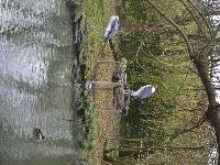zenphoto/albums/2015/beauval/DSC_0677.jpg