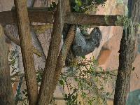 zenphoto/albums/2015/beauval/DSC_0738.jpg