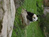 zenphoto/albums/2015/beauval/DSC_0751.jpg