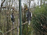 zenphoto/albums/2015/beauval/DSC_0764.jpg