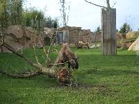 zenphoto/albums/2015/beauval/DSC_0766.jpg