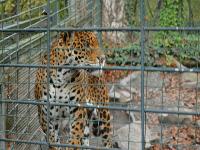 zenphoto/albums/2015/beauval/DSC_0778.jpg