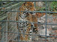 zenphoto/albums/2015/beauval/DSC_0779.jpg