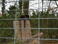 zenphoto/albums/2015/beauval/DSC_0784.jpg