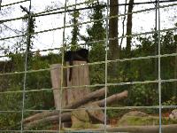 zenphoto/albums/2015/beauval/DSC_0786.jpg