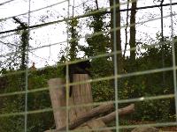 zenphoto/albums/2015/beauval/DSC_0787.jpg