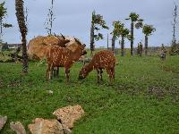 zenphoto/albums/2015/beauval/DSC_0791.jpg