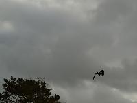 zenphoto/albums/2015/beauval/DSC_0812.jpg
