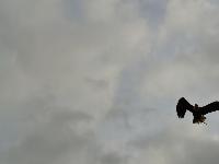 zenphoto/albums/2015/beauval/DSC_0815.jpg