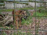 zenphoto/albums/2015/beauval/DSC_0822.jpg