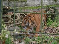 zenphoto/albums/2015/beauval/DSC_0823.jpg