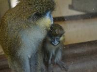 zenphoto/albums/2015/beauval/DSC_0828.jpg