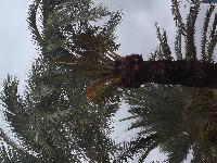 zenphoto/albums/2015/hyeres/13 septembre marché bormes lavandou/charpentier0015.jpg