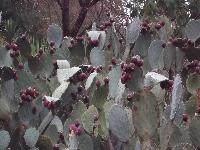 zenphoto/albums/2015/hyeres/13 septembre marché bormes lavandou/charpentier0026.jpg