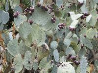 zenphoto/albums/2015/hyeres/13 septembre marché bormes lavandou/cherin0031.jpg