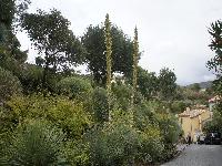 zenphoto/albums/2015/hyeres/13 septembre marché bormes lavandou/cherin0032.jpg