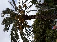 zenphoto/albums/2015/hyeres/13 septembre marché bormes lavandou/julien0009.jpg