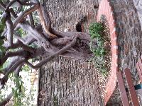 zenphoto/albums/2015/hyeres/13 septembre marché bormes lavandou/julien0017.jpg
