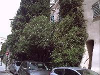 zenphoto/albums/2015/hyeres/15 septembre saint tropez/motte0082.jpg