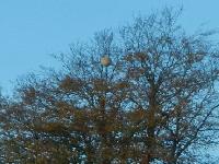 zenphoto/albums/2018/frelon maison/gros plan nid.jpg